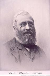 Louis-Antoine Ranvier